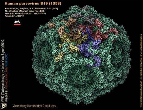 human parvovirus b19